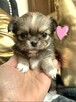 Prześliczna Puszysta Maleńka Chihuahua - 2