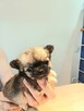 Prześliczna Puszysta Maleńka Chihuahua - 8