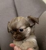Prześliczna Puszysta Maleńka Chihuahua - 11