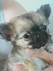 Prześliczna Puszysta Maleńka Chihuahua - 7