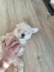 pies szczeniak maltipoo - 2