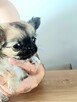 Prześliczna Puszysta Maleńka Chihuahua - 5