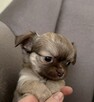 Prześliczna Puszysta Maleńka Chihuahua - 9