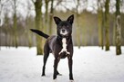 Waluś-nieśmiały średniej wielkości psiak do adopcji - 5