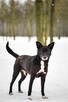 Waluś-nieśmiały średniej wielkości psiak do adopcji - 6