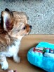 Prześliczna Puszysta Maleńka Chihuahua - 10