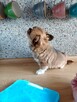 Prześliczna Puszysta Maleńka Chihuahua - 6