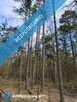 Las sosnowy 50-letni+pastwiska, 9111 m², Pustelnik - 2