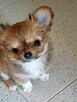 Prześliczna Puszysta Maleńka Chihuahua - 3