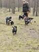 Behawiorysta/Trener psów - 4