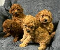 Pudel miniaturowy red - 2