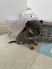 Chihuahua piękny niebieski chłopiec - 4