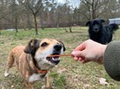 adopcja dwóch zagubionych psiaków - 3