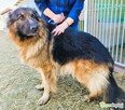 PREZES - piękny owczarek niemiecki długowłosy ADOPTUJ - 2