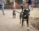 Młody wesoły aktywny psiak czeka na kochający dom - 15