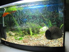 Akwarium z obsadą