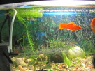 Akwarium z obsadą - 3