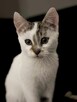 Kocur Lucek do adopcji - 5