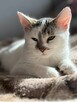 Kocur Lucek do adopcji - 3