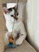Kocur Lucek do adopcji - 2