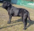 Cane Corso Italiano - 2