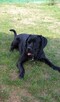 Cane Corso Italiano - 5