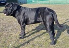 Cane Corso Italiano - 3