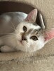 Kocur Lucek do adopcji - 4
