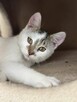 Kocur Lucek do adopcji - 6