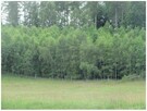 Działka inwestycyjna Wołcza Wielka gm. Miastko - 12
