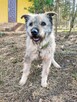 TEDDY starszy łagodny pies szuka domu - 6