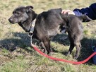 Czaruś - doświadczony przez życie psiak szuka pilnie domu! - 4