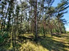 Działka leśna Aleksandrów gm. Mycielin - 5