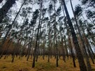 Działka leśna Aleksandrów gm. Mycielin - 8