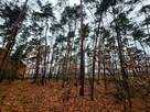 Działka leśna Aleksandrów gm. Mycielin - 9
