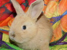 Baranek mini lop beżowa samiczka - 3