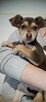 Pilne!!piękne szczeniaczki czekają na adopcję Daria Joanna - 2