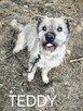 TEDDY starszy łagodny pies szuka domu - 5