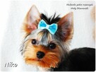 York Yorkshire Terrier Malutki Mini XS Piesek NIKO Rodowód