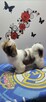 Sunia Shih Tzu - 2