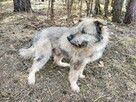 TEDDY starszy łagodny pies szuka domu - 8