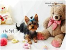 York Yorkshire Terrier Malutki Mini Piesek NOBEL Rodowód