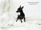 !! Ultra MINI !! Sunia KOKO Pinczer miniaturowy ( Ratlerek ) - 2
