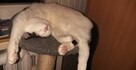 Uroczy młody Sushi poleca się do adopcji - 10