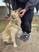 Goldi-cudowny, delikatny psiak czeka na dom-adopcja - 5