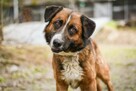 Berni-piękny, spokojny pies czeka na cierpliwy dom-adopcja