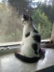 Uroczy młody Sushi poleca się do adopcji - 11