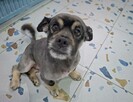 Kochany przyjacielski Gacuś poleca się do adopcji - 3