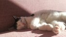 Uroczy młody Sushi poleca się do adopcji - 6