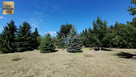 Działka budowlana Podkampinos gm. Kampinos, Podkampinos - 6